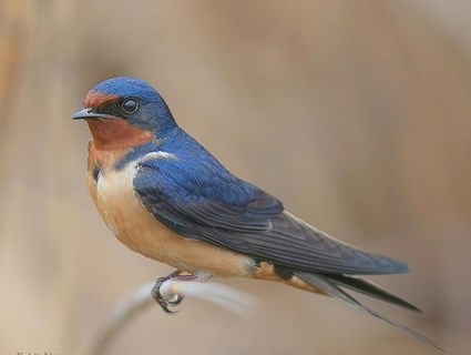 Male Barn Swallow 55