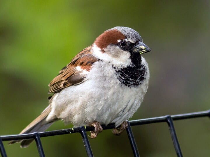 House Sparrow Celebrate Urban Birds