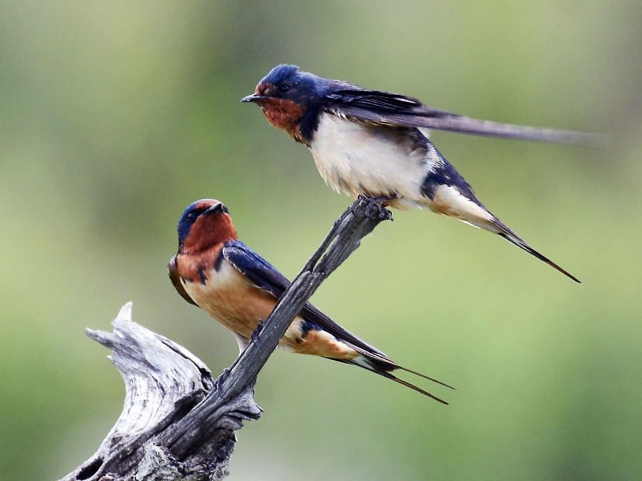 Friend swallow