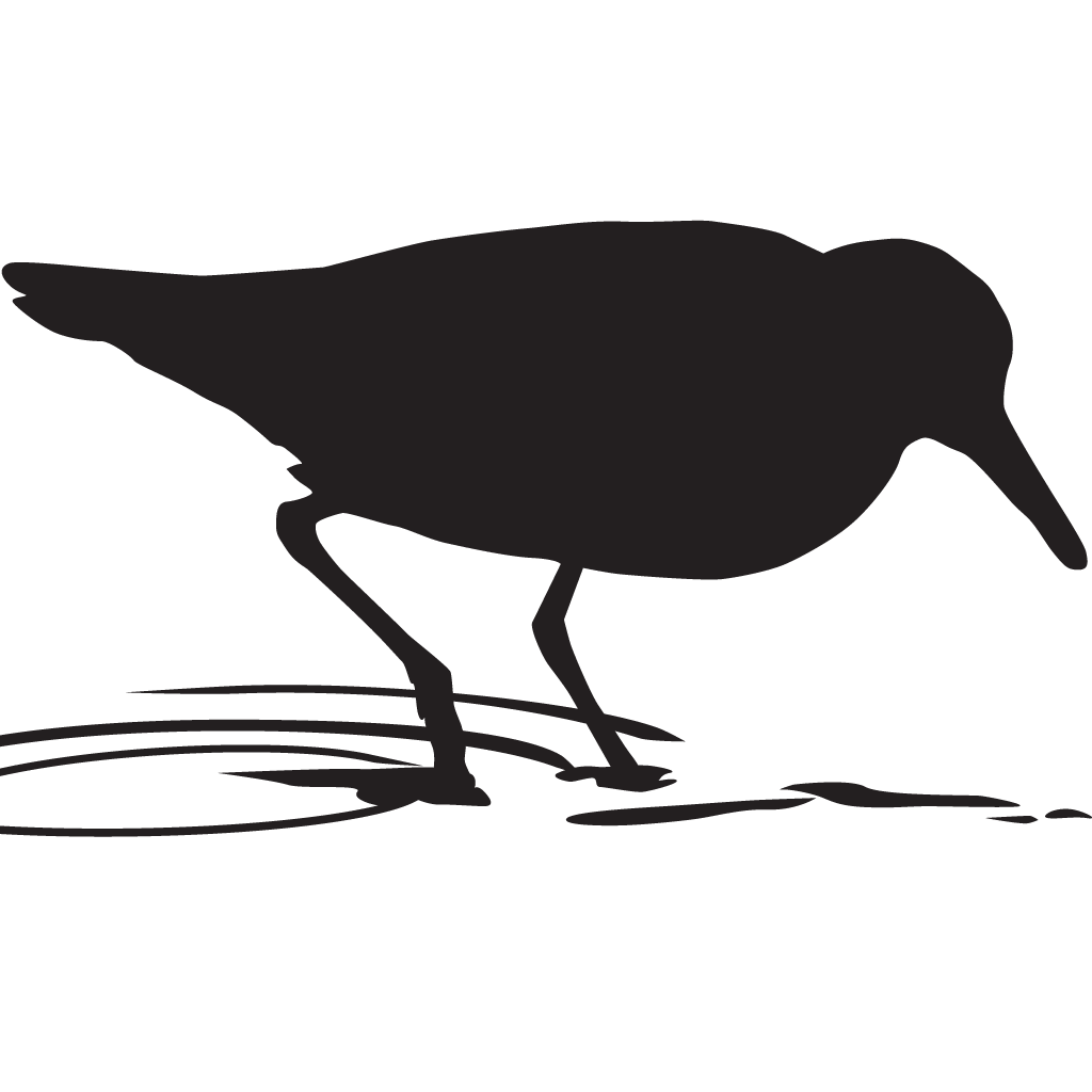 Silhouette Shorebirds