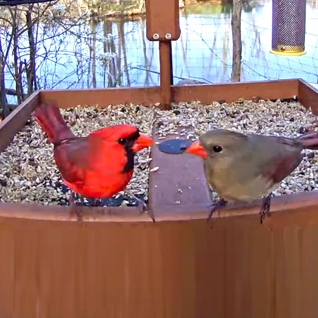 Live Garden Bird Watching Webcams