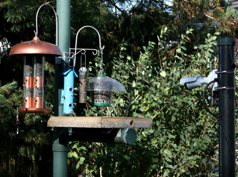 Ontario FeederWatch Cam | Cornell Lab Bird Cams