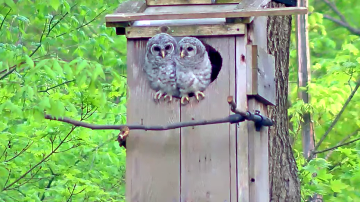 Barred Owl Cam Timeline | Cornell Lab Bird Cams