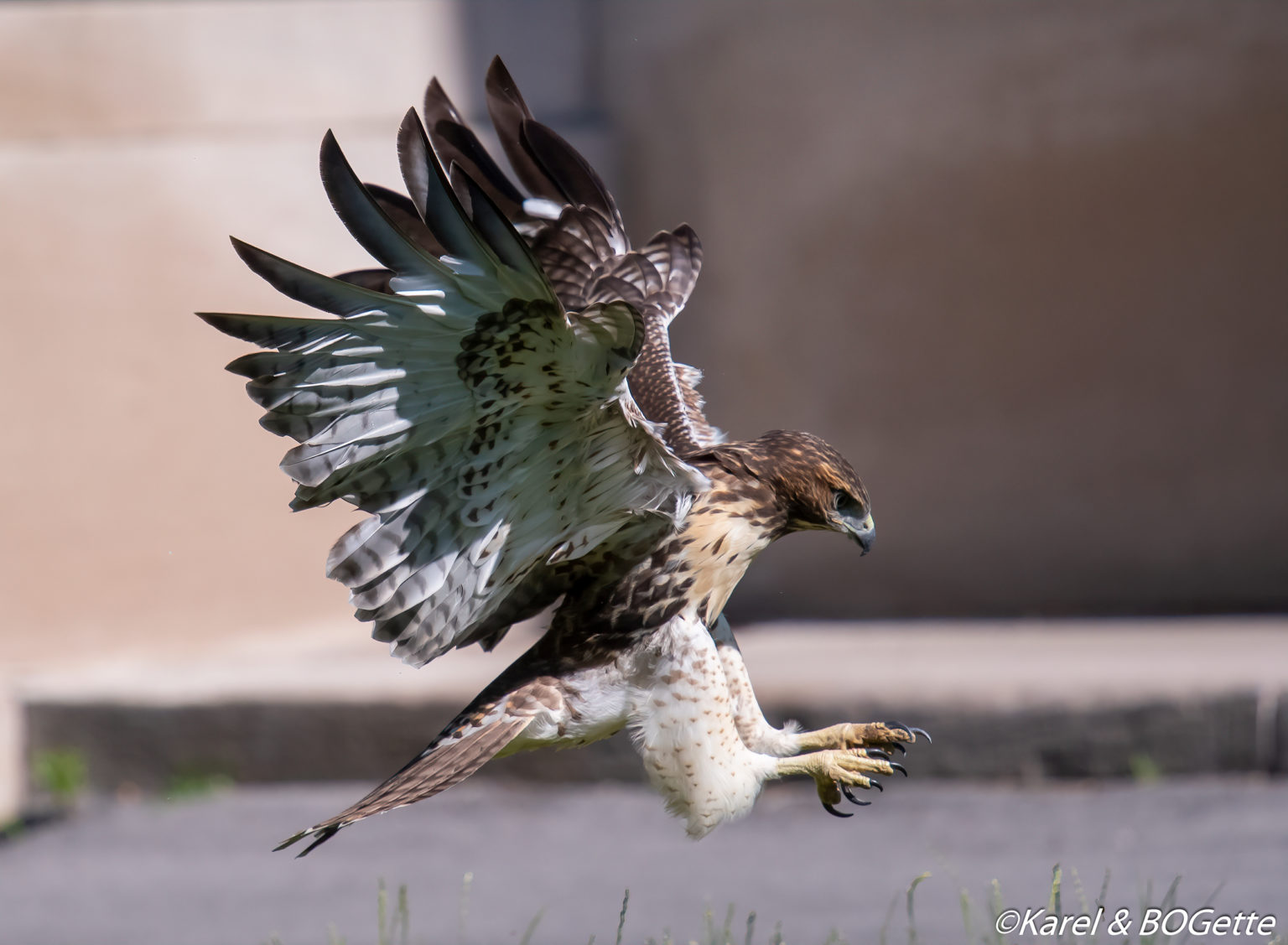 Sad News Red Tailed Hawk Fledgling J1 Has Died Cornell Lab Bird Cams