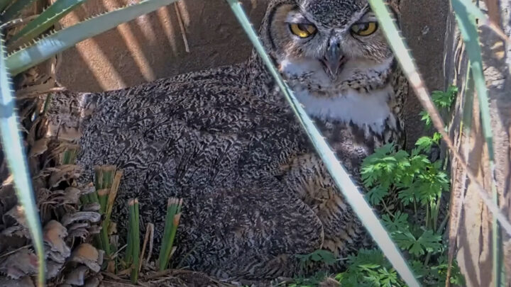 Most Watched Nest Cam Highlights From Bird Cams! | Cornell Lab Bird ...