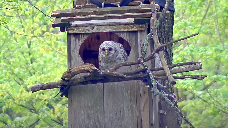 Barred Owlets Prepare To Leave The Nest Box 