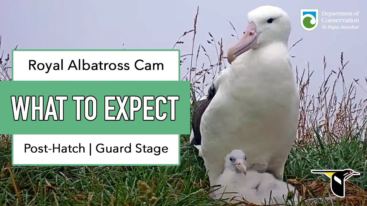 Tap to learn what to watch for on the Northern Royal Albatross Cam during February.