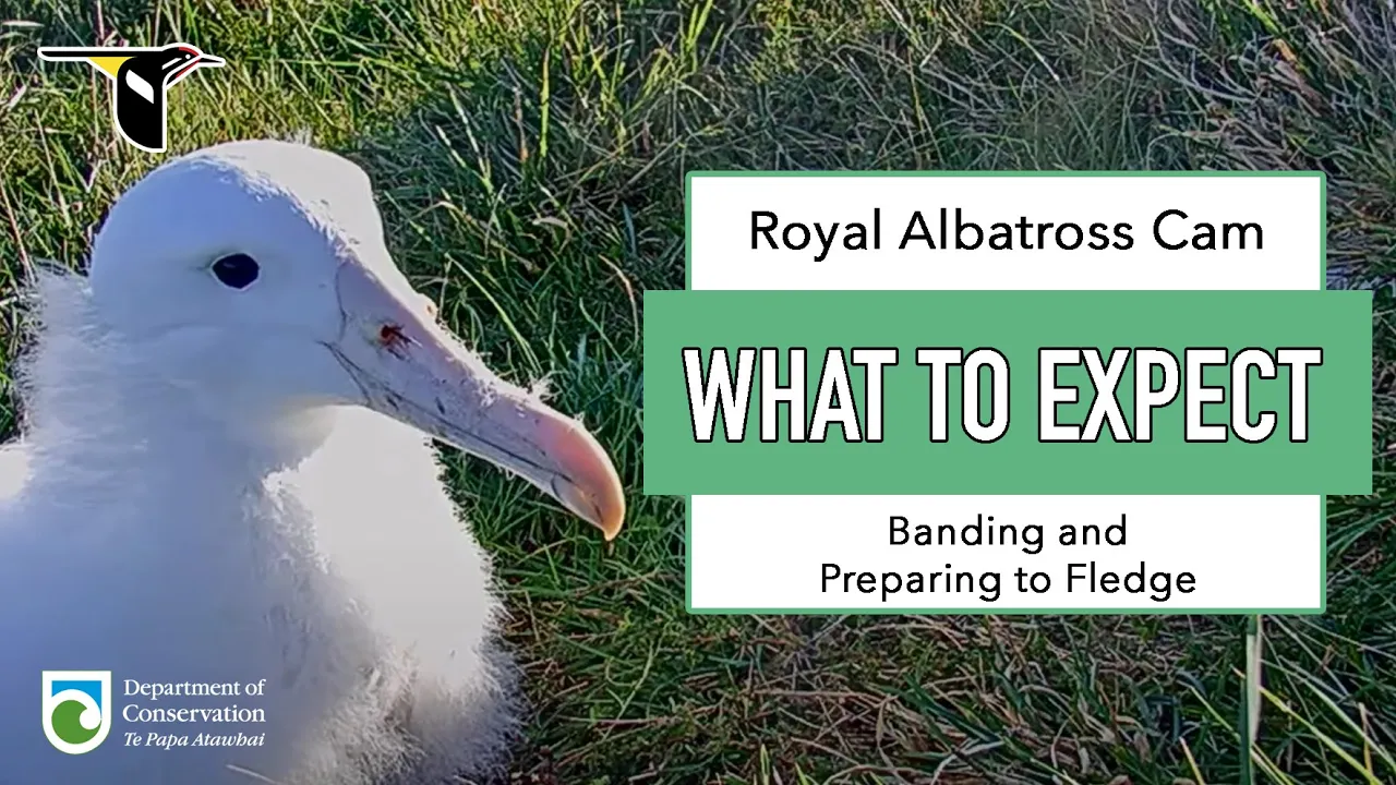 Tap to learn what to watch for on the Northern Royal Albatross Cam during July and August.