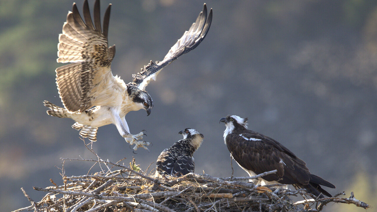 Sum-eh lands on the Hellgate Osprey nest. 