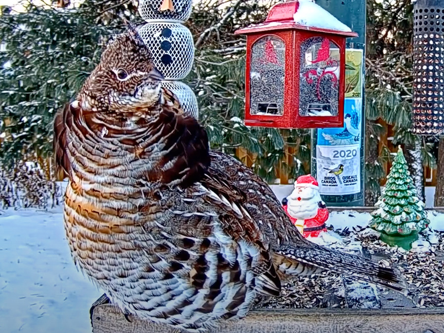 Ruffed Grouse Puts On A Show In Ontario | Cornell Lab Bird Cams