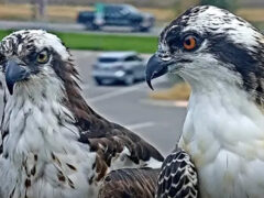 Tap to watch season highlights from the 2024 Hellgate Osprey Cam.