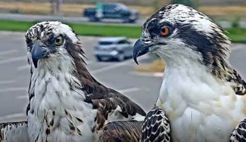 Tap to watch season highlights from the 2024 Hellgate Osprey Cam.