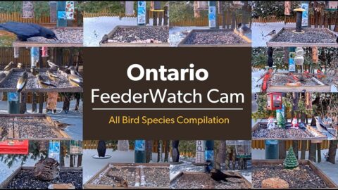 Tap to watch each species from the Ontario FeederWatch Cam visit the feeders.