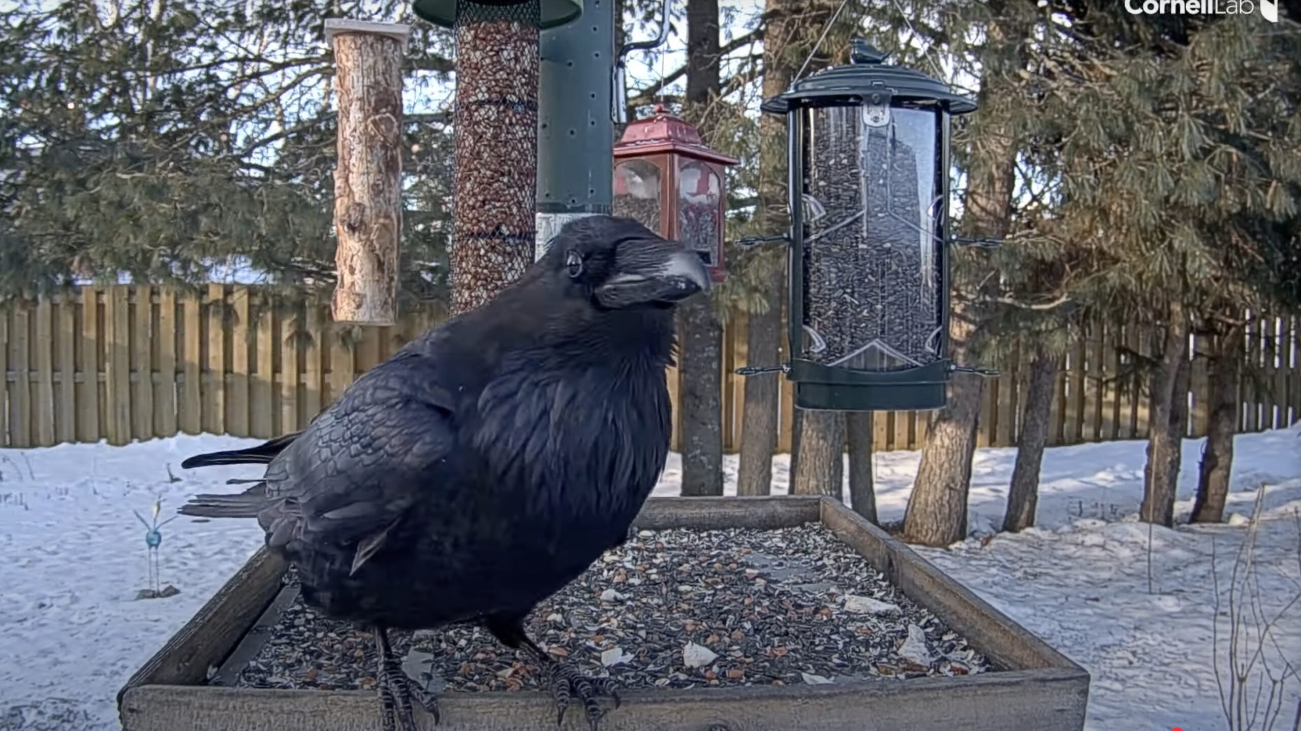 Common Raven Tastes The Offerings At The Ontario FeederWatch Cam ...