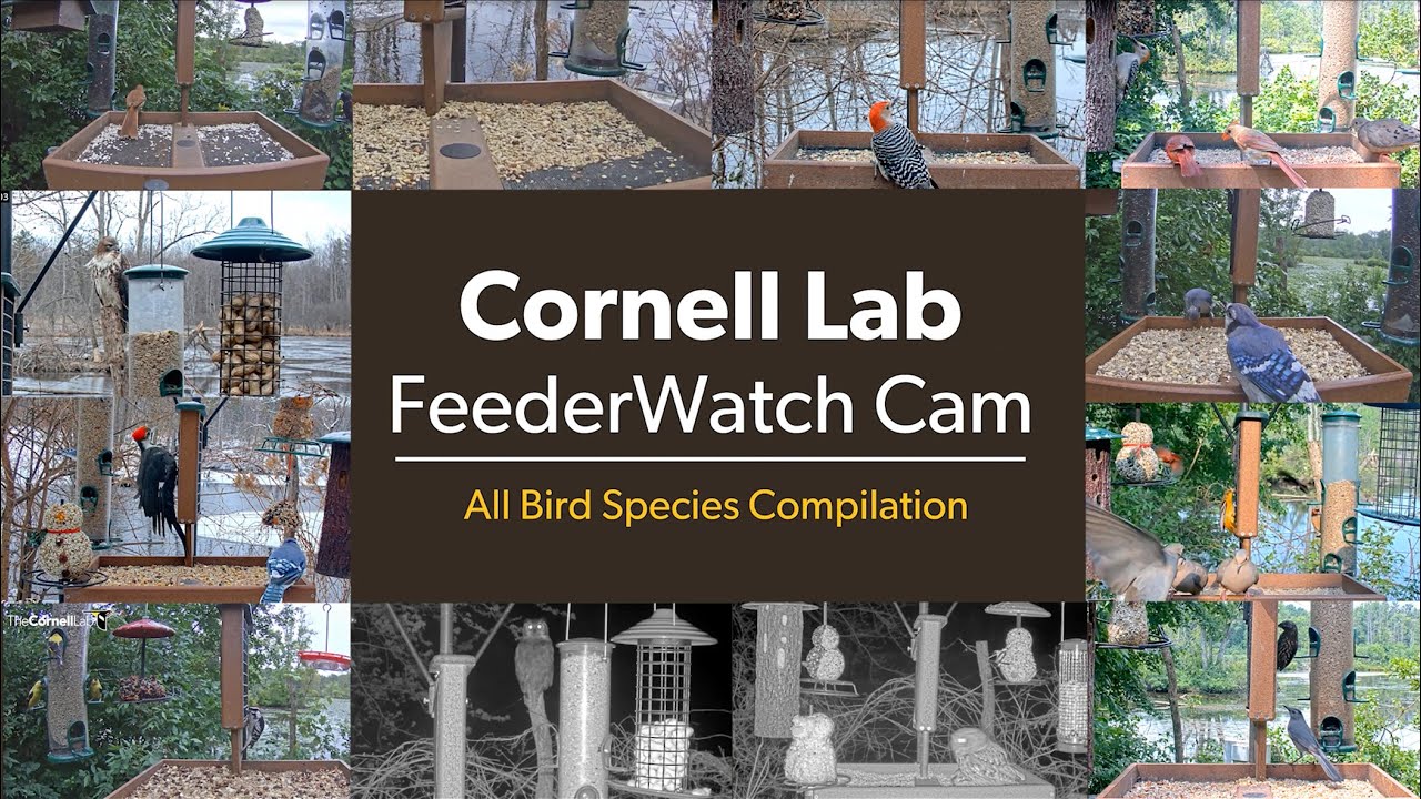 Watch Every Bird To Visit The Cornell Lab FeederWatch Cam | Cornell Lab ...