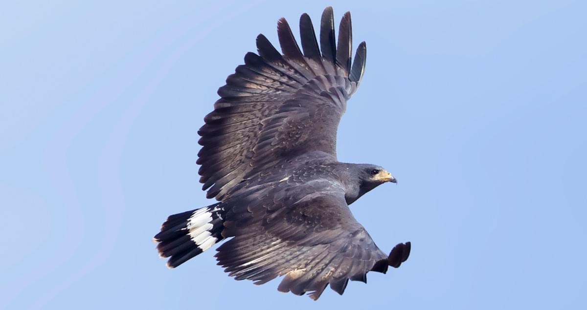 Common Black Hawk Identification, All About Birds, Cornell Lab of  Ornithology