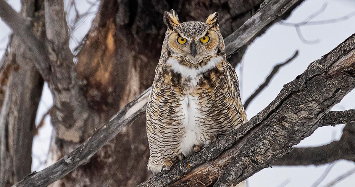 awesome owl pictures
