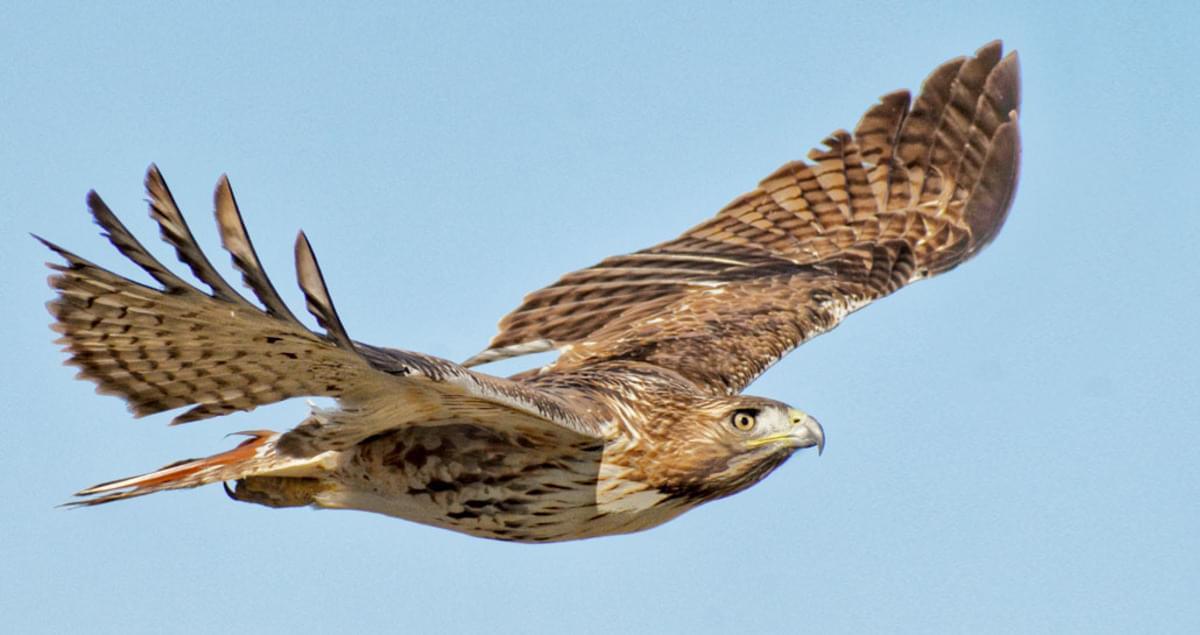 Red Tailed Hawk Hunting