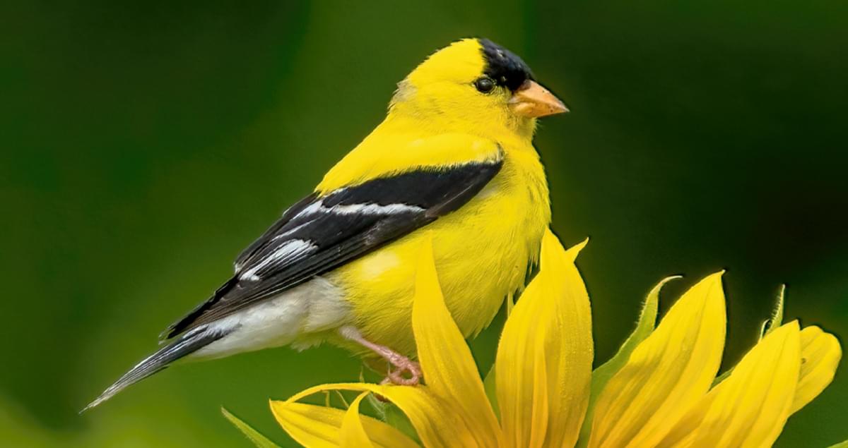 american goldfinch songbird        <h3 class=
