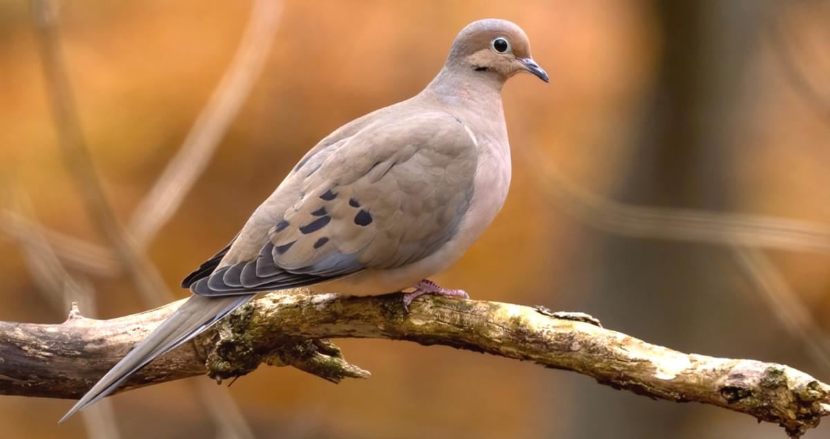 Two mourning doves have been visiting for food and I want to give them a  nest. Is this suitable? Is pillow stuffing/polyfil harmful to birds? (Info  in comments) : r/Ornithology