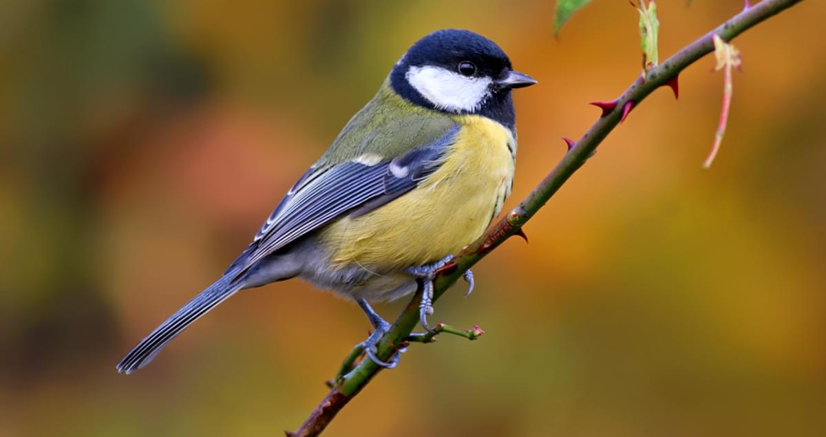 Winter bird feeder cam – Great tits