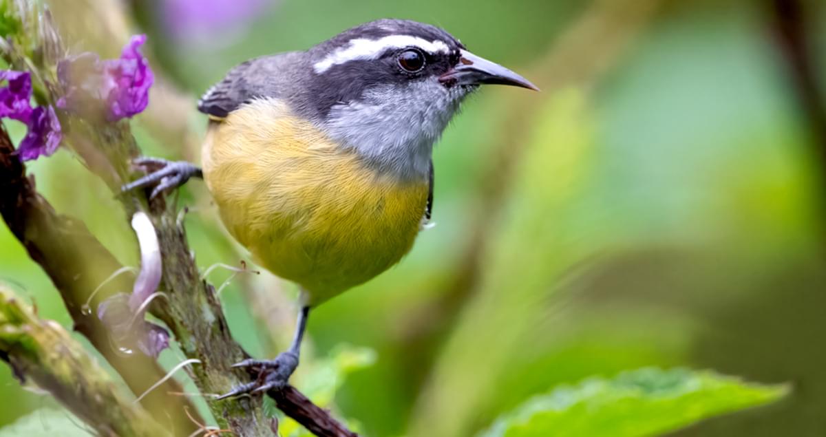 Bananaquit Identification, All About Birds, Cornell Lab of Ornithology