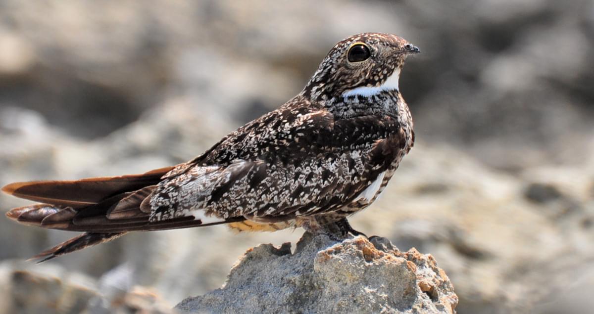 Antillean Nighthawk Range Map, All About Birds, Cornell Lab of Ornithology