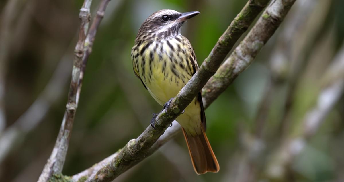 Sulphur-bellied Flycatcher Overview, All About Birds, Cornell Lab of ...