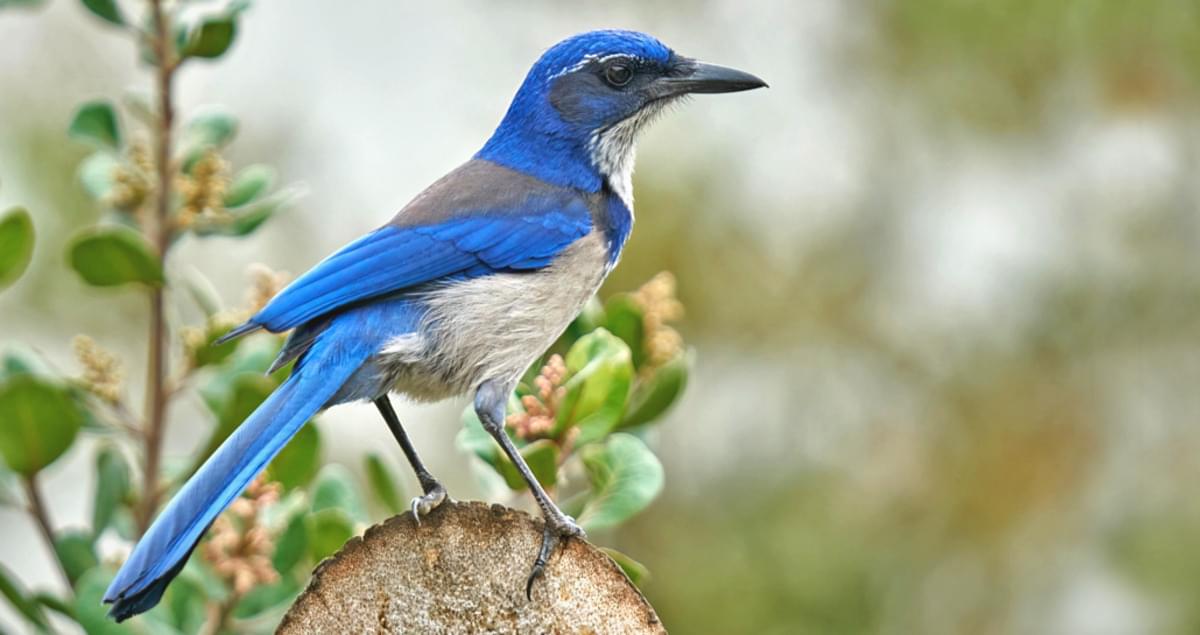 Island Scrub-Jay Range Map, All About Birds, Cornell Lab of Ornithology