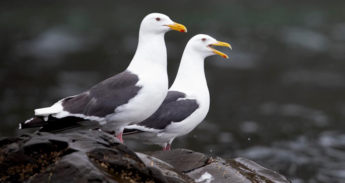 Slaty-backed Gull Range Map, All About Birds, Cornell Lab of Ornithology