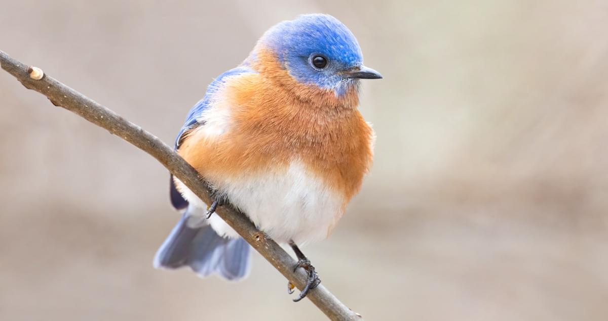 Deals Eastern Bluebird