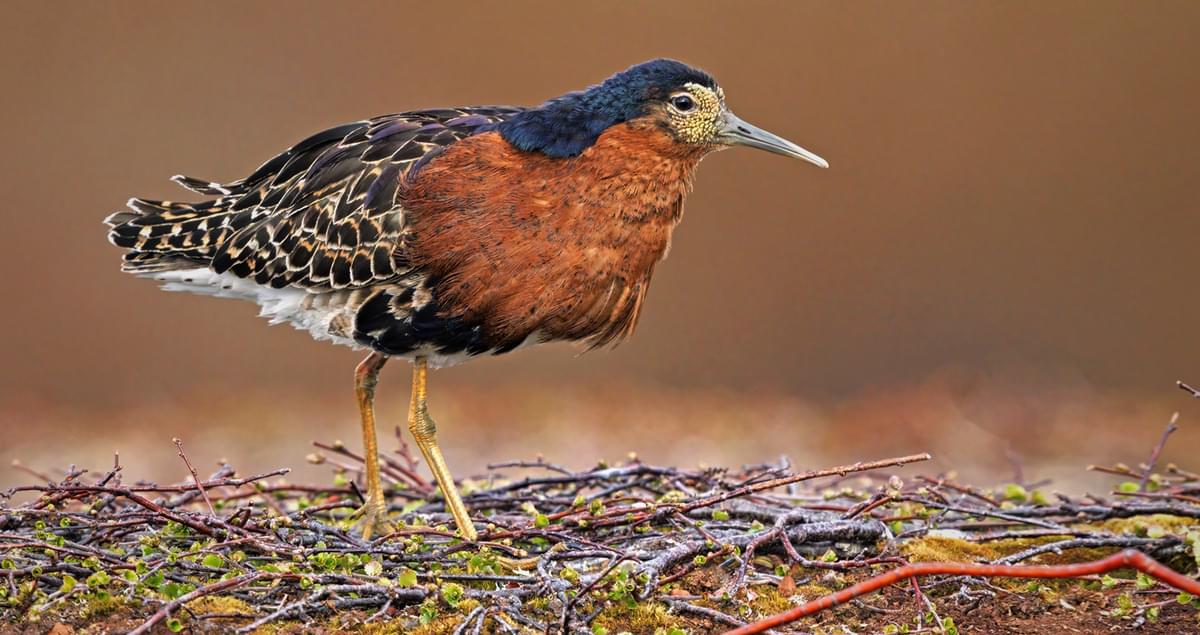 Similar Species To Ruff, All About Birds, Cornell Lab Of Ornithology