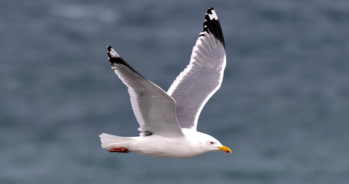 Vega Gull Range Map, All About Birds, Cornell Lab of Ornithology