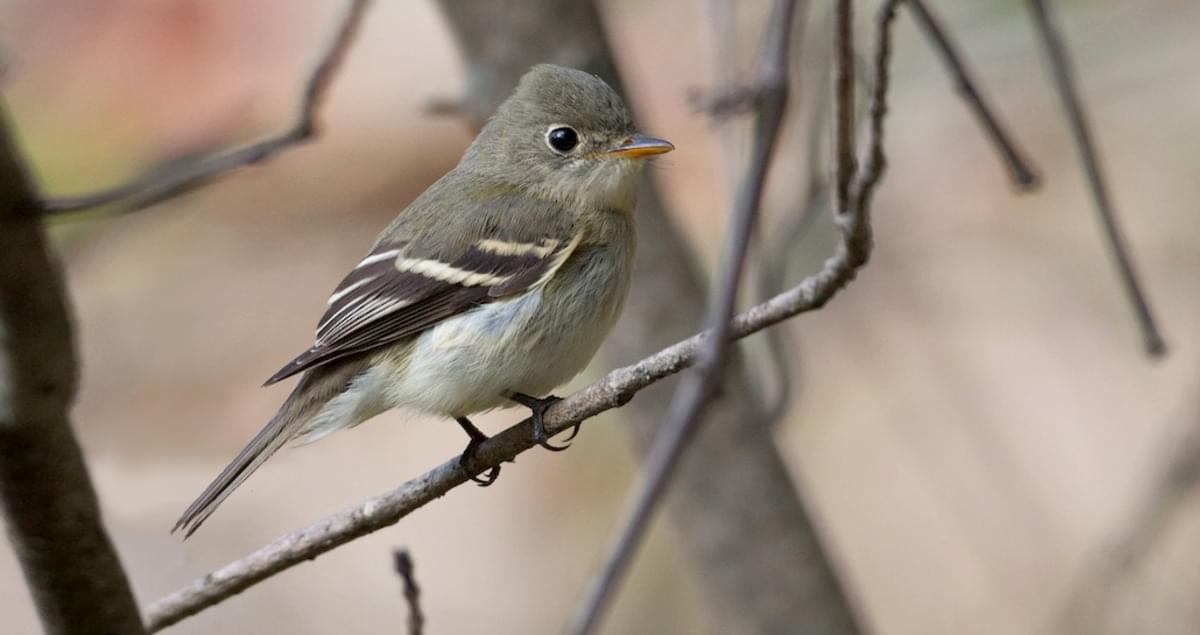 Least Flycatcher Identification, All About Birds, Cornell Lab of