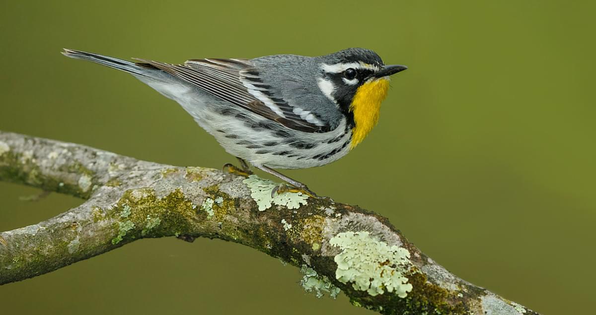 Yellow-throated Warbler Identification, All About Birds, Cornell