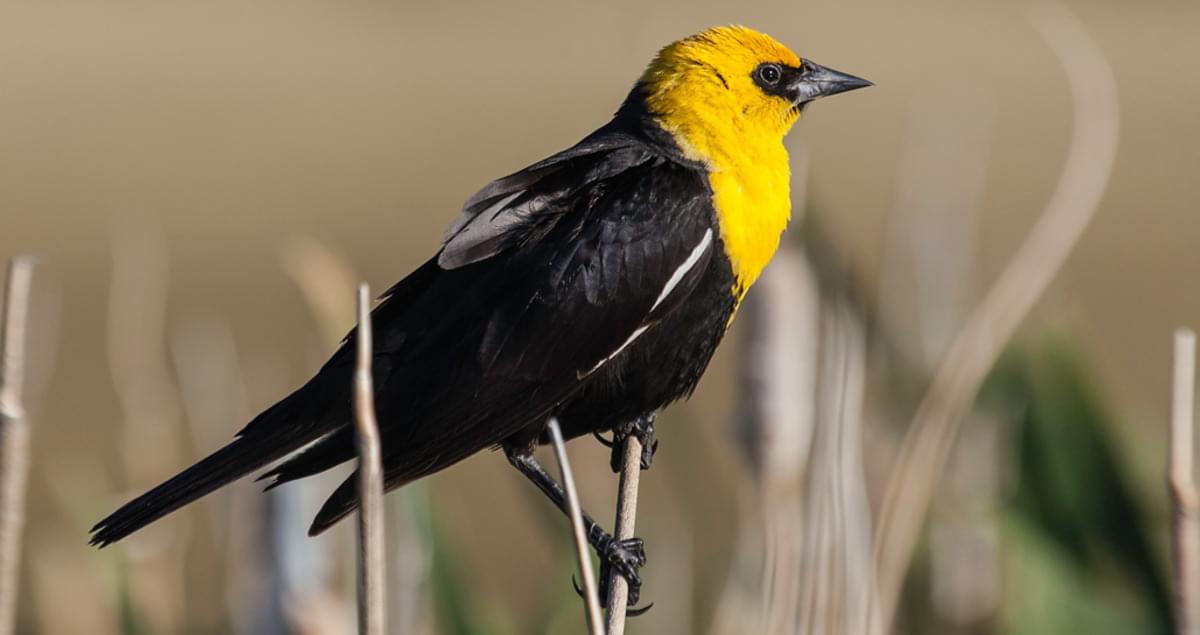 25 brilliant images of Yellow-headed Blackbird and exploring their wild ...