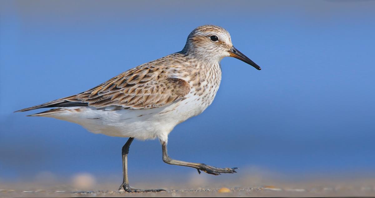 white rumped sandpiper