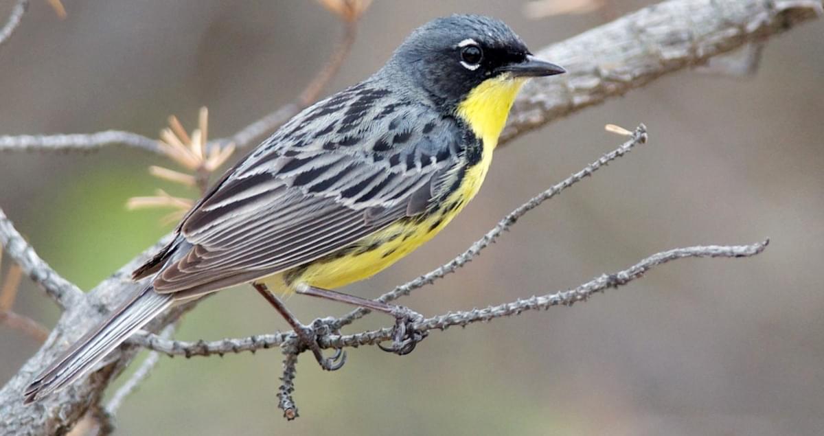 Where Have You Studied Kirtlands Warblers, and What Have You Observed?