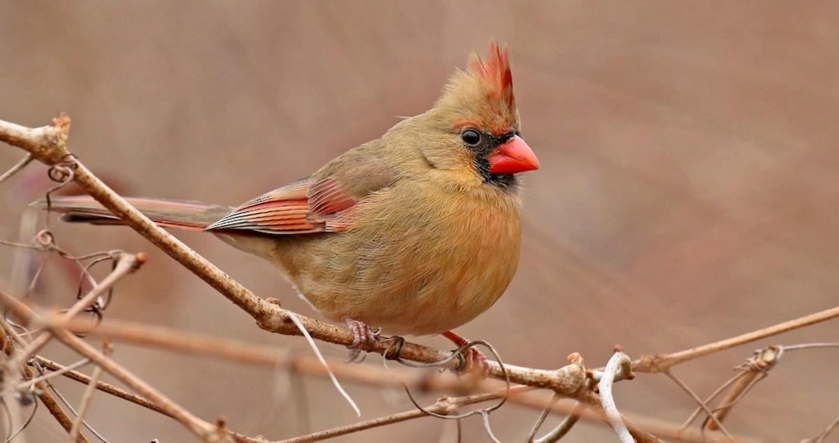 northern cardinal sound on birdclock