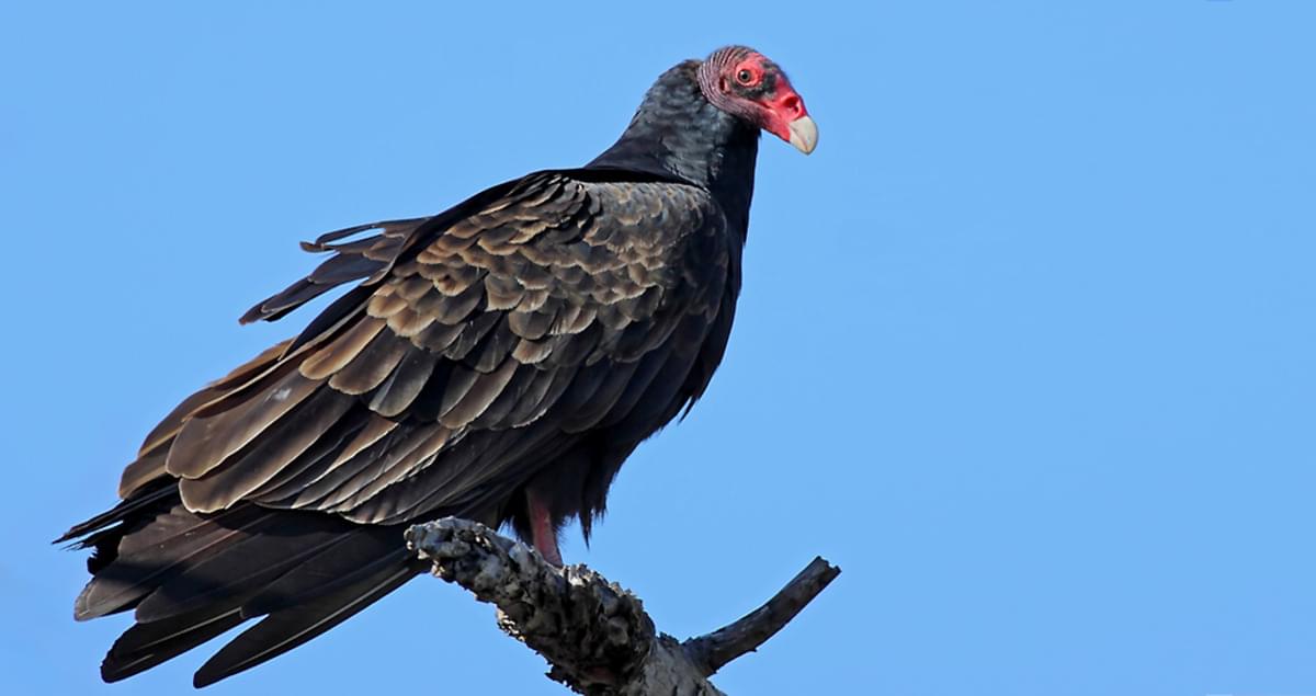 Turkey Vulture Birds, Cornell Lab of