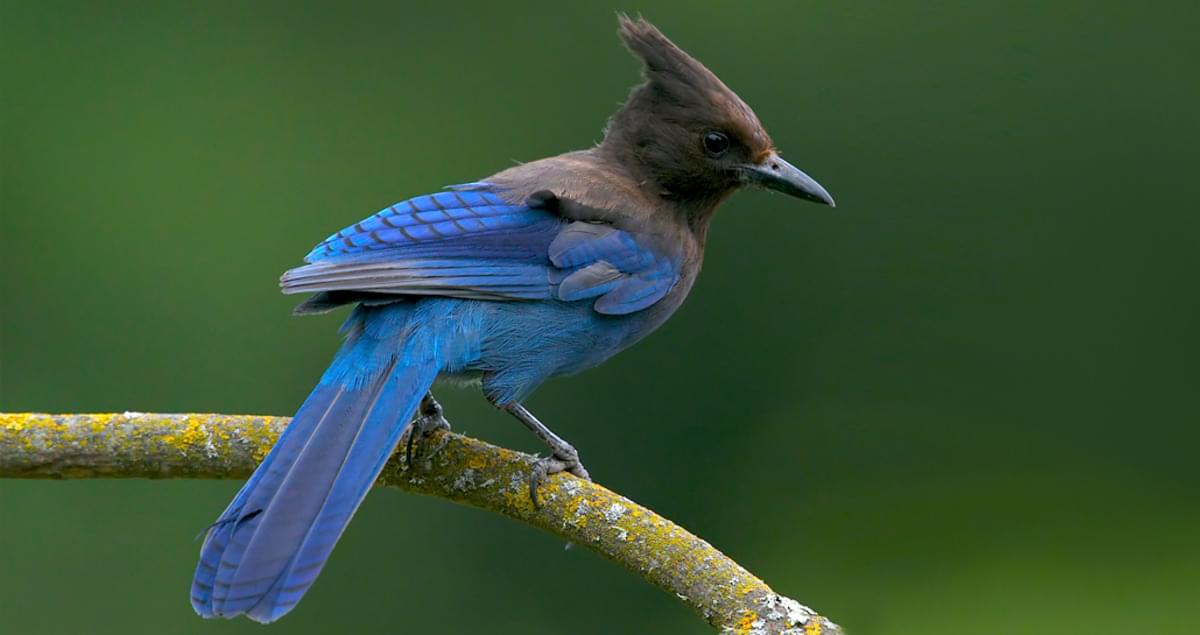 Steller's Jay Identification, All About Birds, Cornell Lab of Ornithology