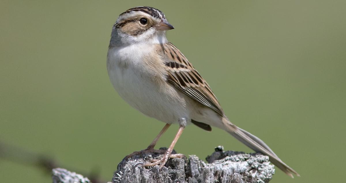 Clay-colored Sparrow Overview, All About Birds, Cornell Lab of Ornithology