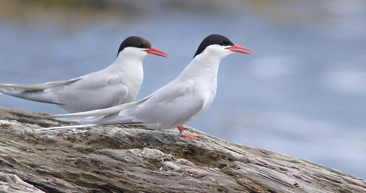Arctic Tern Identification All About Birds Cornell Lab Of Ornithology