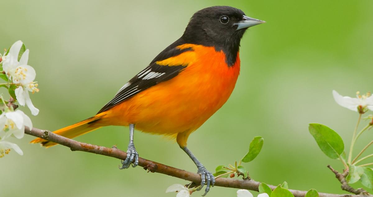 Baltimore Oriole Identification, All About Birds, Cornell Lab of Ornithology