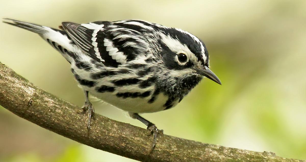 Black-and-white Warbler Identification, All About Birds, Cornell