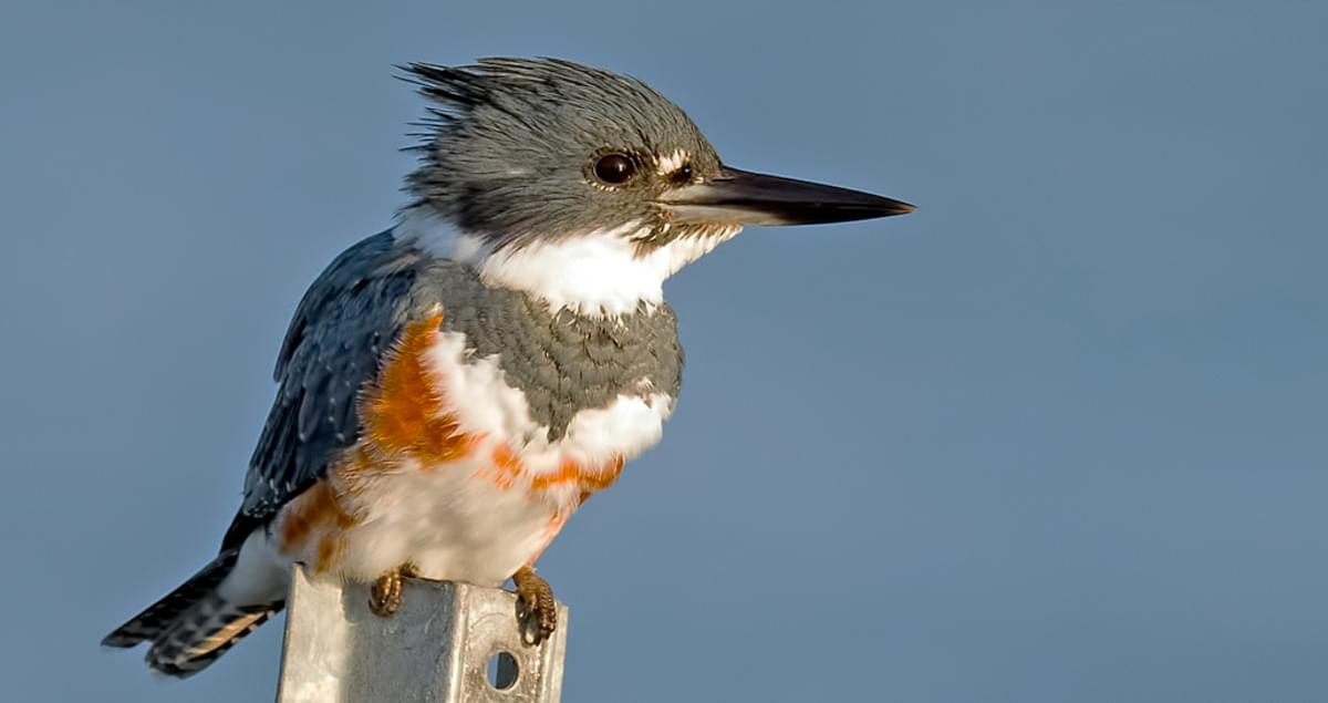 Belted Kingfisher Identification, All About Birds, Cornell Lab of  Ornithology