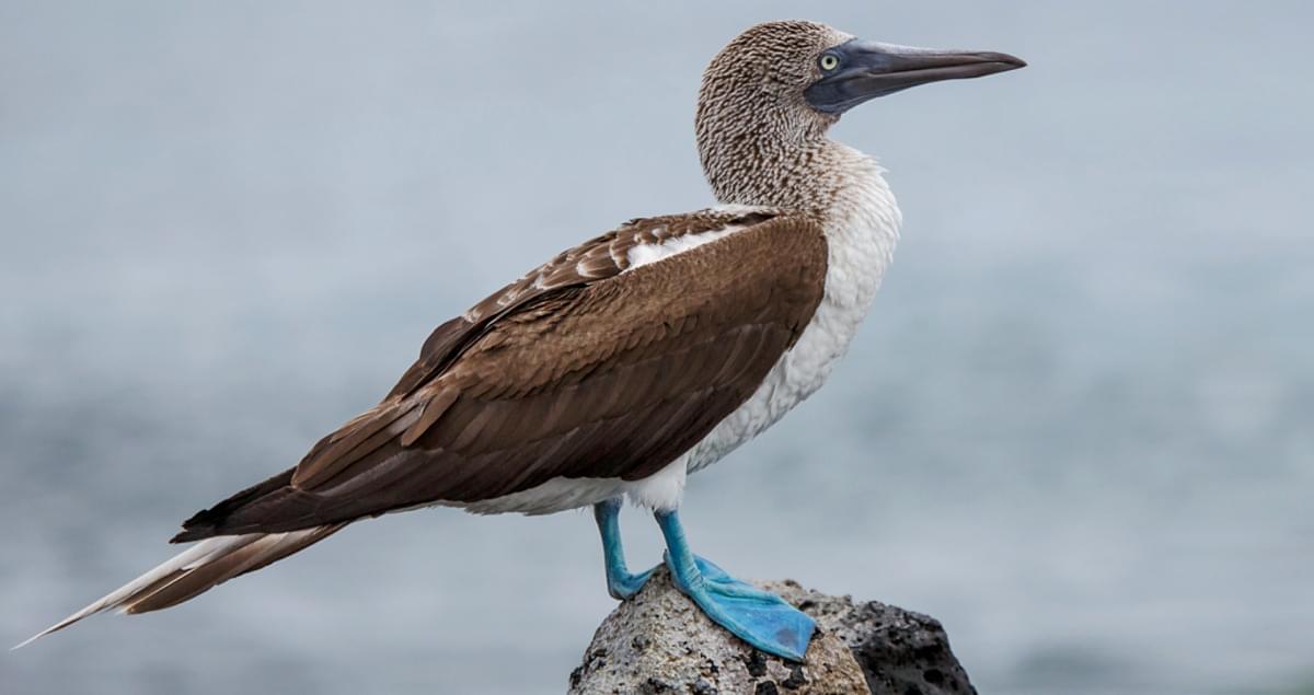 Blue-footed Booby Range Map, All About Birds, Cornell Lab of