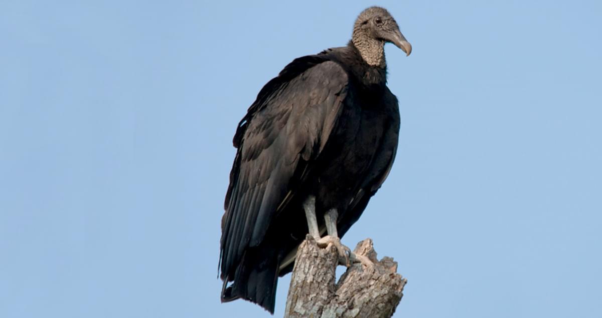 all about vultures