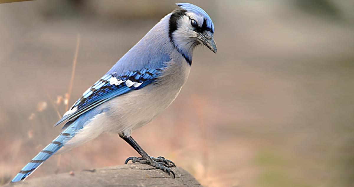 Blue Jay Identification All About Birds Cornell Lab Of Ornithology