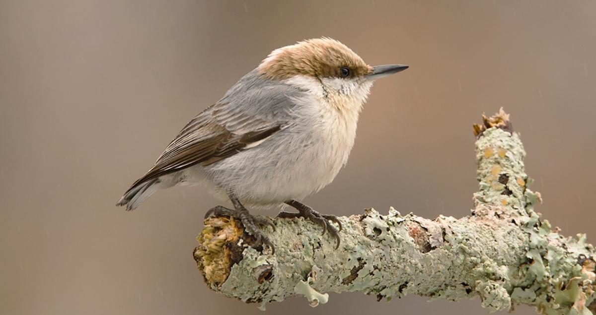 Brown Headed Nuthatch Sounds All About Birds Cornell Lab Of Ornithology